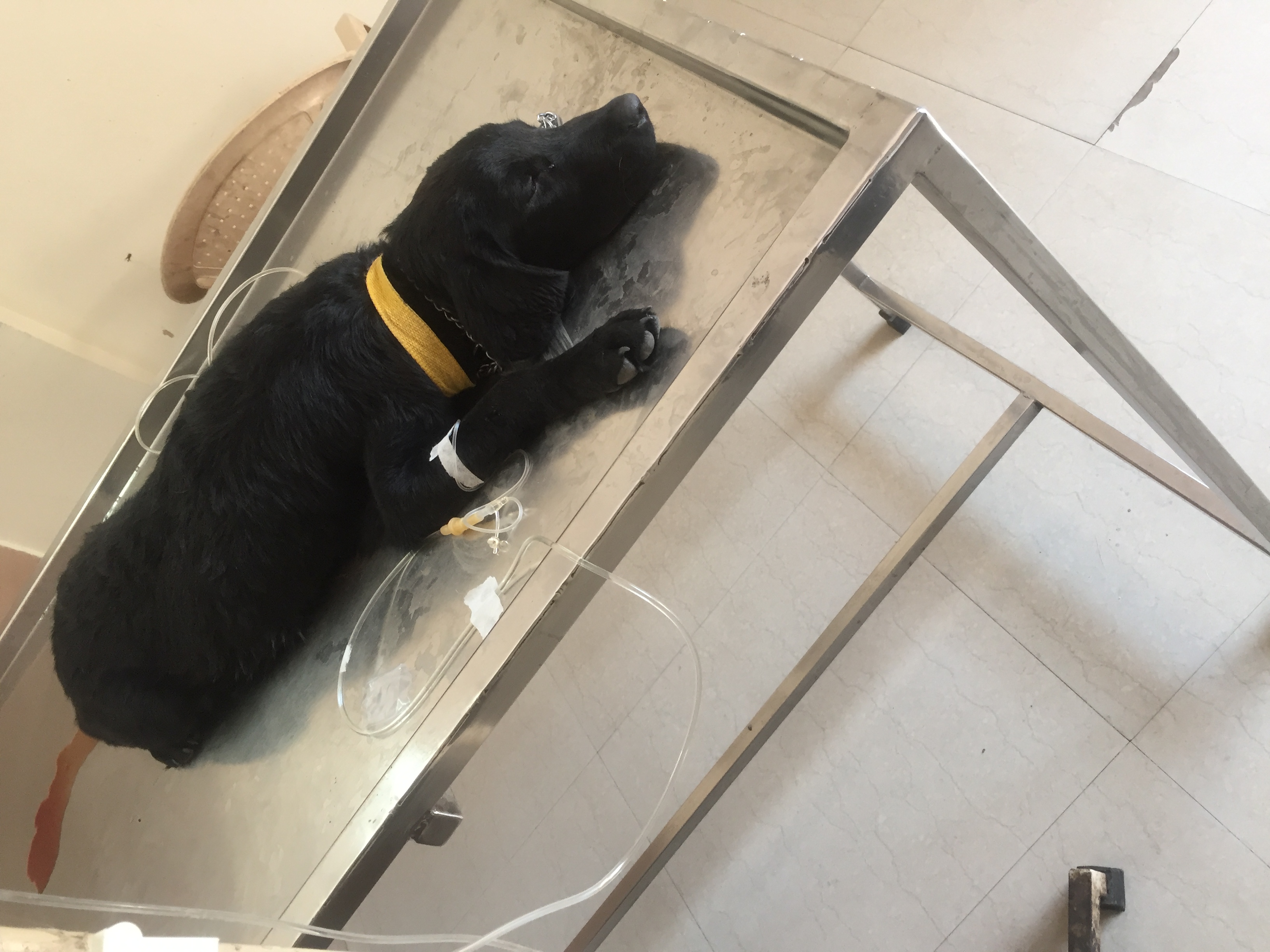 Sarvadnya Pet Care Unit veterinary clinic, Pune